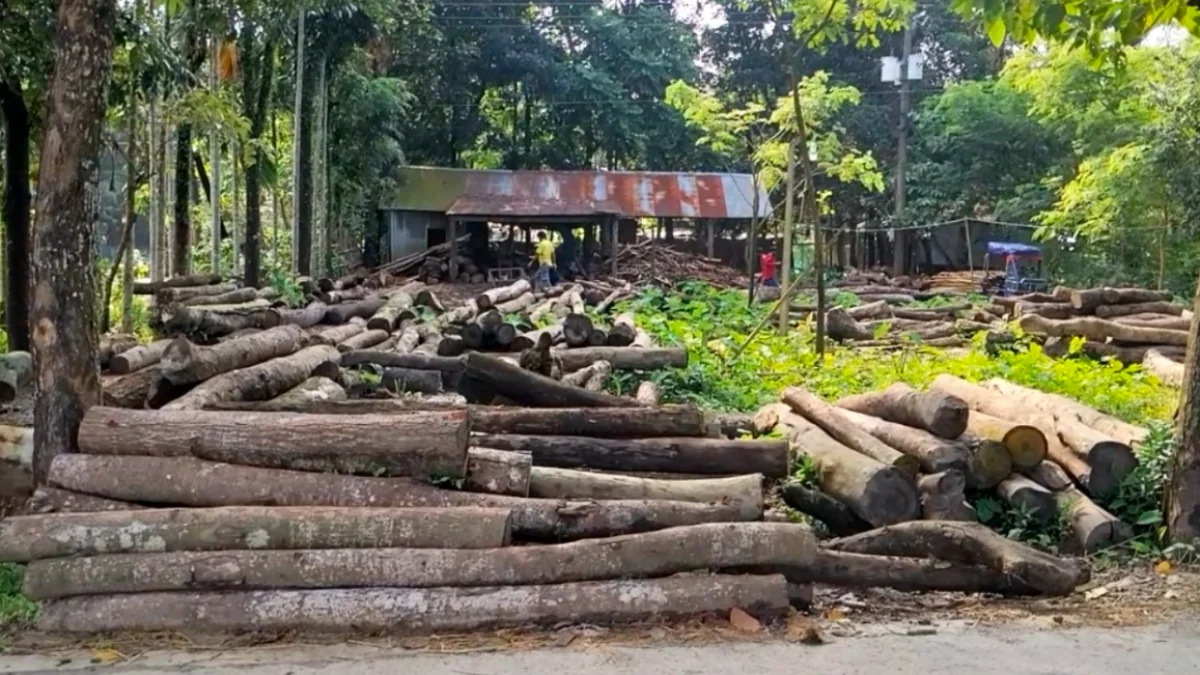 নেই অনুমোদন, নিষেধাজ্ঞা অমান্য করে স-মিল চালাচ্ছেন মিল মালিক